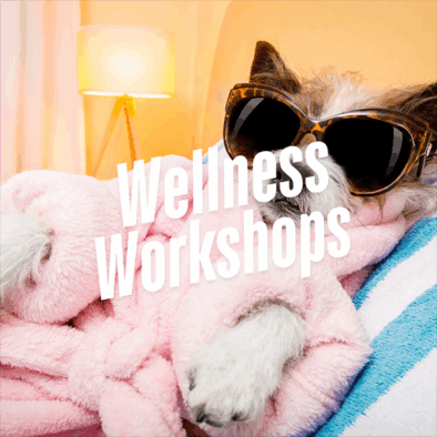 Portfolio-WellnessWorkshops